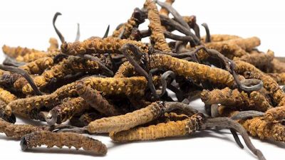 यार्सागुम्बा क्यान्सरको उपचारमा ४० प्रतिशत प्रभावकारी, कसरी काम गर्छ ?