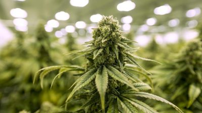 गाँजाको औषधीय प्रयोगका लागि ६ महिनाभित्र कार्यविधी बनाएर कार्यन्वयनमा ल्याइने