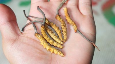 यार्सा गुम्बा व्यवस्थापन निर्देशिकाः अब बैशाखदेखि असारसम्म ३० दिनमात्रै संकलन…